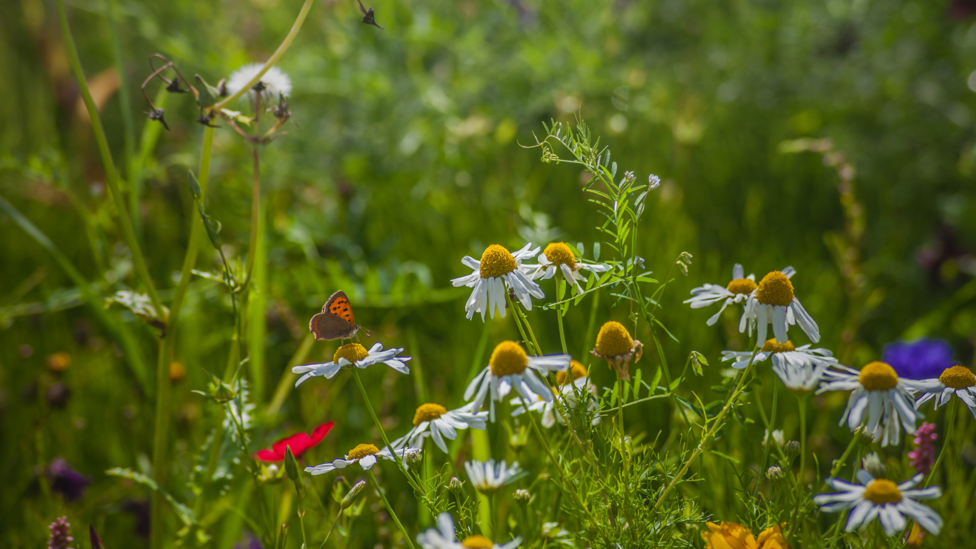 B-Rural_Biodiversidade