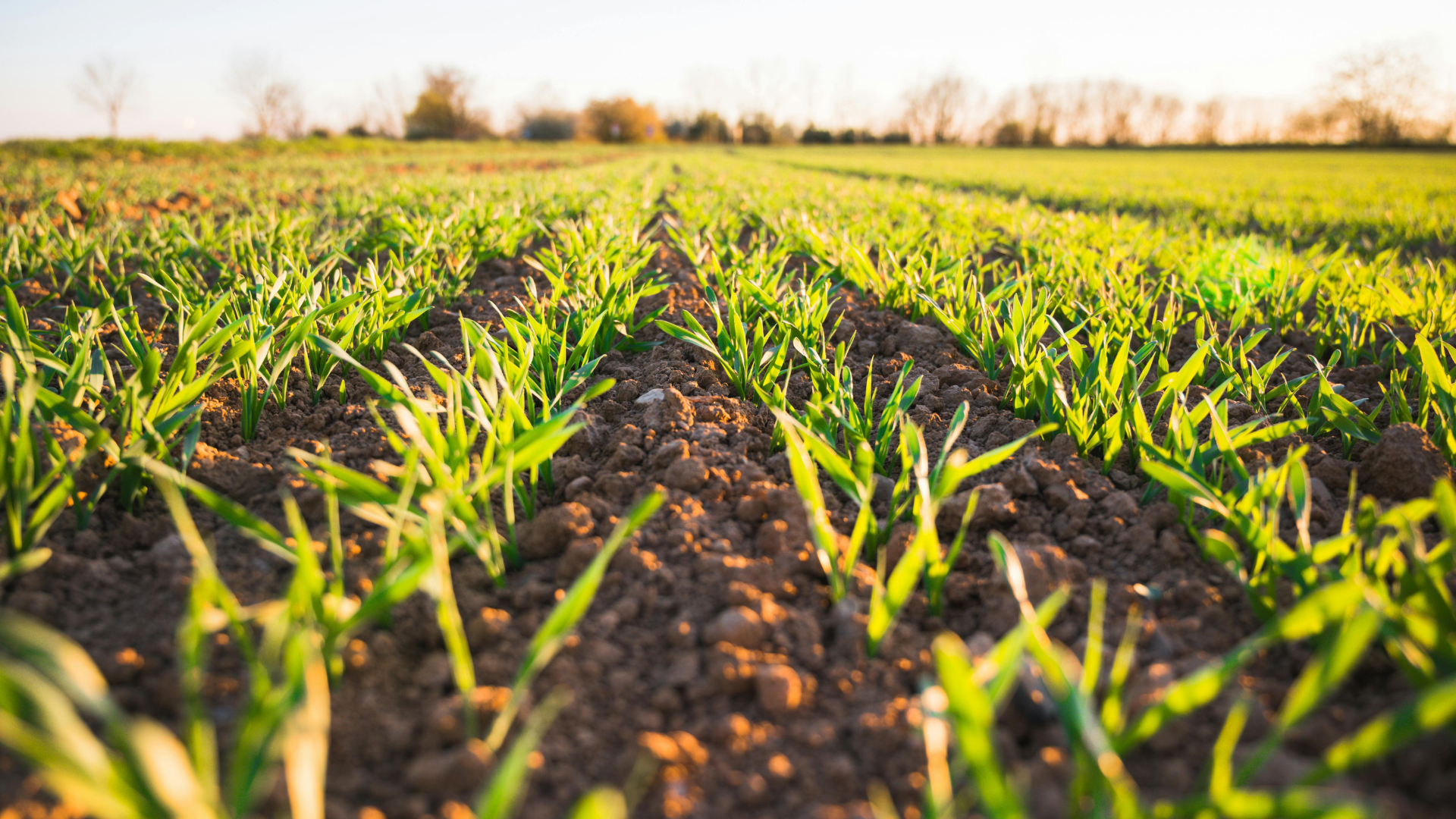 Tecnologia portuguesa de nanotecnologia agrícola sem microplásticos